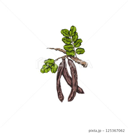 Vector watercolor illustration of carob tree branch with leaves and pods. 125367062
