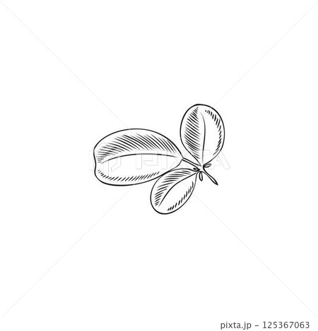Moringa branch with leaves. Black and white vector hand drawn sketch. 125367063
