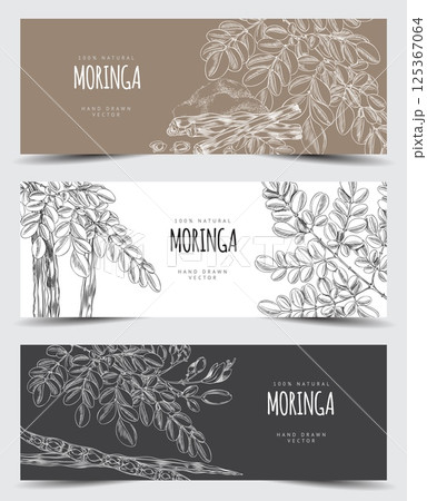 Moringa oleifera leaves, bean pods with seeds and powder product, hand drawn engraved superfood label design vector set 125367064