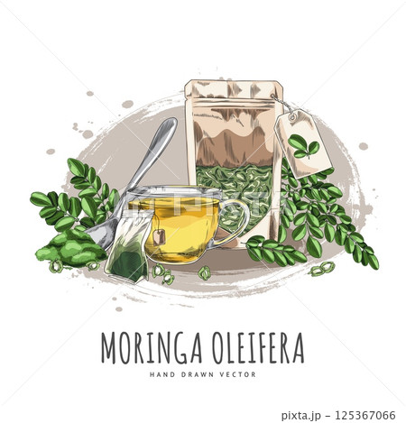 Moringa oleifera products vector hand drawn composition, leaves, seeds and powder, superfood package, tea cup and bag 125367066