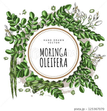 Moringa oleifera twigs with green leaves, pods with seeds sketch, hand drawn superfood product round label vector design 125367070
