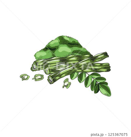 Moringa Oleifera. Vector watercolor sketch of a branch with leaves, fruits, seeds and powder. 125367075