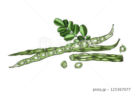 Moringa. Vector illustration of a branch with leaves, fruits and seeds. 125367077