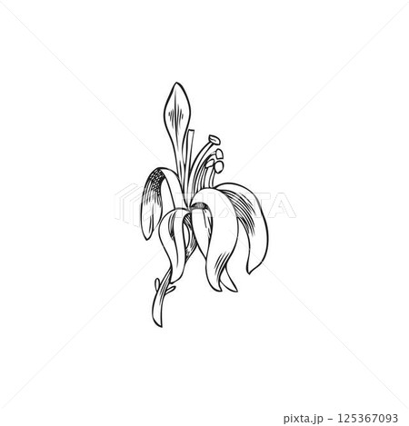 Moringa oleifera flower vector sketch, tropical cultivated plant, hand drawn engraved botanical design, blossom tree 125367093
