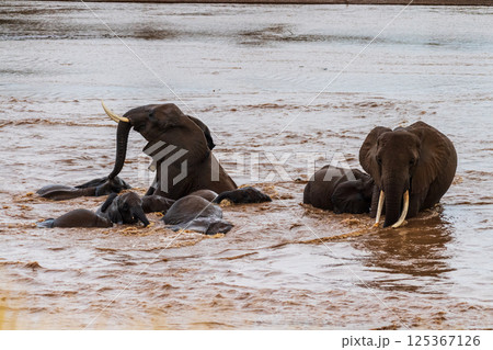 African elephant in Samburu National Reserve African elephant in Samburu National Reserve 125367126