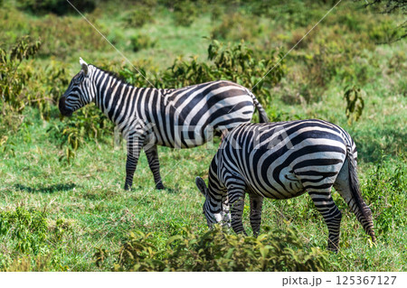 Zebra in Lake Nakuru National Park Zebra in Lake Nakuru National Park 125367127