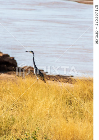 Black headed heron in Samburu Black headed heron in Samburu 125367128