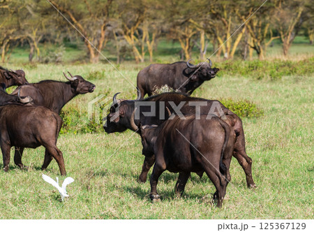 Buffalos in Lake Nakuru National park Buffalos in Lake Nakuru National park 125367129