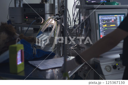The veterinary anesthetist monitors the monitors and vital indicators of the animal on the screen during a critical surgical procedure in a modern operating room in a veterinary hospital. The veterinary anesthetist monitors the monitors and vital indicators of the animal on the screen during a critical surgical procedure in a modern operating room in a veterinary hospital. 125367130