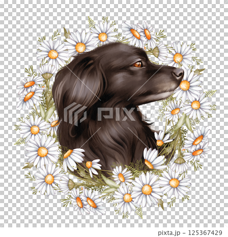 Illustration of a black dog surrounded by a wreath of daisies Illustration of a black dog surrounded by a wreath of daisies 125367429