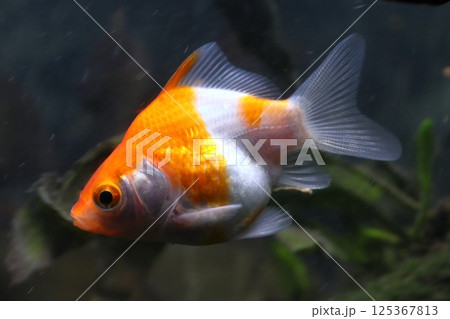 金魚:越後玉サバ(新潟県産) 金魚:越後玉サバ(新潟県産) 125367813