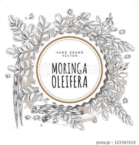 Moringa oleifera twig leaves, pods with seeds sketch, hand drawn engraved superfood product round label vector design Moringa oleifera twig leaves, pods with seeds sketch, hand drawn engraved superfood product round label vector design 125367819