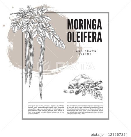 Moringa oleifera twig leaves and bean pods with seeds and powder superfood product, hand drawn engraved vector label Moringa oleifera twig leaves and bean pods with seeds and powder superfood product, hand drawn engraved vector label 125367834
