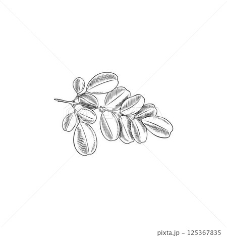 Vector black and white sketch of moringa oleifera branch, hand drawn outline style. 125367835