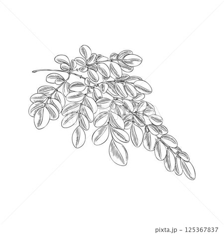 Moringa oleifera branch with leaves vector sketch, tropical cultivated plant, engraved hand drawn botanical Asian herb 125367837