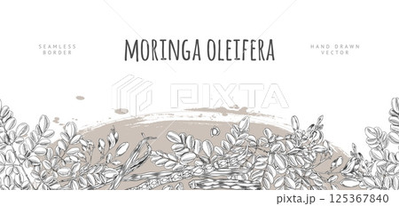 Moringa oleifera sketch vector seamless border design, hand drawn engraved leaves and flowers, pods and seeds, superfood 125367840