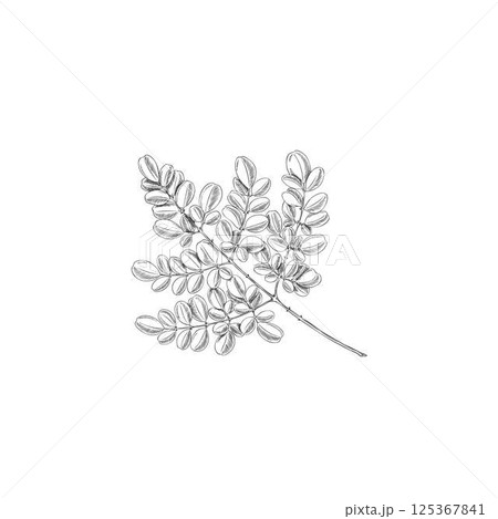 Moringa oleifera branch with leaves. Black and white vector sketch of organic plant. 125367841