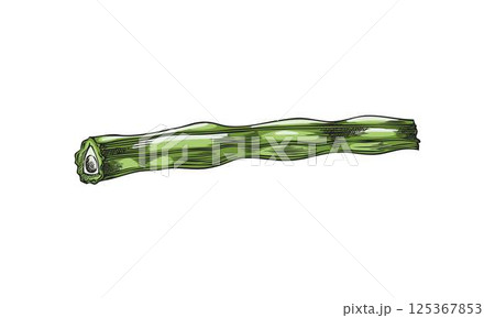 Moringa oleifera cut drumstick, raw pod vector sketch, tropical cultivated tree plant harvest, Asian superfood fruit Moringa oleifera cut drumstick, raw pod vector sketch, tropical cultivated tree plant harvest, Asian superfood fruit 125367853