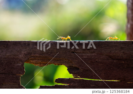 Two small ants walking on wooden fence against blurred green background 125368184