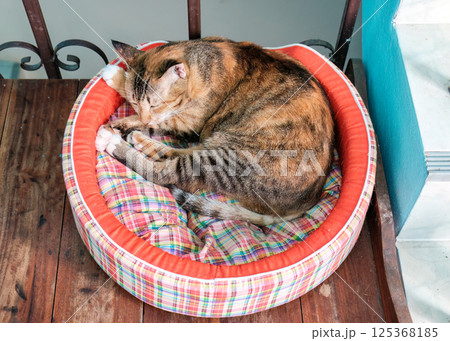 Orange striped cat sleeping curled up with comfortably on cat bed cushion 125368185
