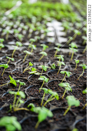 Organic seedlings growing in organized tray with soil fertilizer Organic seedlings growing in organized tray with soil fertilizer 125368212