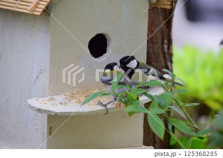 子育て用の巣箱をチェックするシジュウカラのカップル。 子育て用の巣箱をチェックするシジュウカラのカップル。 125368285