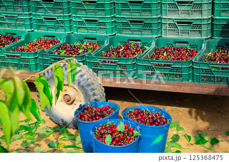 Freshly picked organic cherry in boxes Freshly picked organic cherry in boxes 125368475