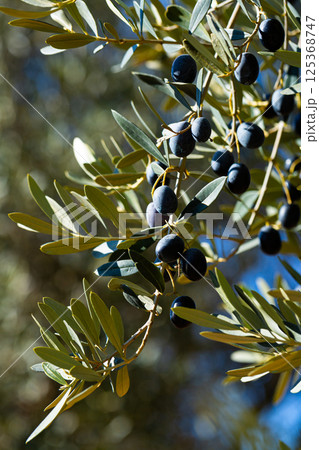 Olive tree branches with ripe black olives 125368747