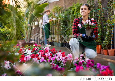 Young girl florist working checking blooming cyclamen bushes in pots Young girl florist working checking blooming cyclamen bushes in pots 125368834