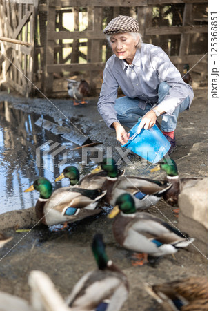 Mature European woman squatting on heaps and holding bucket feeding for mallard ducks near farm pond on sunny day in spring Mature European woman squatting on heaps and holding bucket feeding for mallard ducks near farm pond on sunny day in spring 125368851