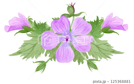 Composition of light purple geranium maculatum flowers and leaves by watercolor Composition of light purple geranium maculatum flowers and leaves by watercolor 125368881