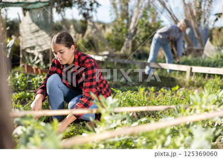 Farmer woman using chopper to harvest weeds on field Farmer woman using chopper to harvest weeds on field 125369060
