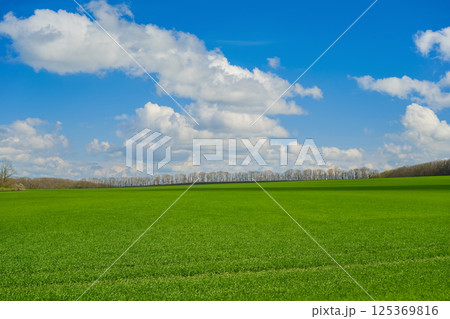 sunny warm day over the field with sprouted wheat, spring work in the field on growing agricultural crops, bright sunny sky with clouds above the ground, idea for a background or screen 125369816