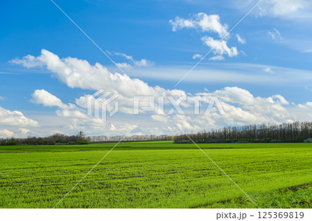 landscape of spring field with wheat sprouts, bright blue sky with cumulus clouds, early spring and seasonal field work on the farm, agricultural work concept landscape of spring field with wheat sprouts, bright blue sky with cumulus clouds, early spring and seasonal field work on the farm, agricultural work concept 125369819