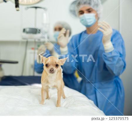 Chihuahua with bandaged belly waiting for postoperative examination in surgical room 125370575