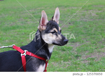 Dog on leash enjoys a sunny day in the park while exploring the surroundings with curiosity and excitement near soft green grass 125370850