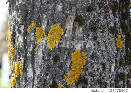 Lichen growth on tree bark showcases vibrant yellow hues against gray texture in a natural outdoor setting 125370867