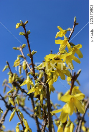 Bright yellow flowers bloom on branches against a clear blue sky during springtime in a vibrant garden 125370902