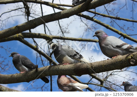 Birds perched on tree branches under a blue sky with scattered clouds during daytime 125370906