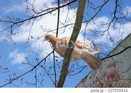 Brown pigeon perched on a branch against a blue sky with scattered clouds in a tranquil urban setting during daytime Brown pigeon perched on a branch against a blue sky with scattered clouds in a tranquil urban setting during daytime 125370918