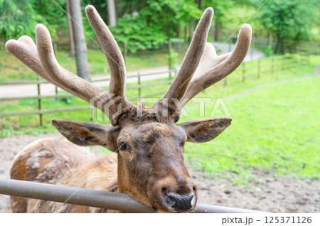 Antlered male deer species natural background 125371126