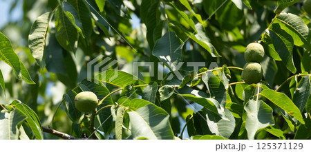 Green walnuts ripening on walnut tree branches with pinnate leaves natural background 125371129