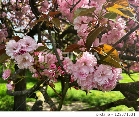 Cherry tree branches with pink sakura flowers in blossom, natural floral background, delicate light pink flowers brightly lit in the sun in a sunny spring day, selective focus Cherry tree branches with pink sakura flowers in blossom, natural floral background, delicate light pink flowers brightly lit in the sun in a sunny spring day, selective focus 125371331