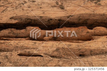 Close up of textured wood surface revealing intricate patterns and natural wear Close up of textured wood surface revealing intricate patterns and natural wear 125371456