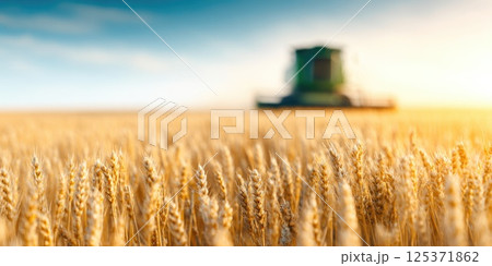 Wheat Field Close-Up with Blurred Harvester Wheat Field Close-Up with Blurred Harvester 125371862