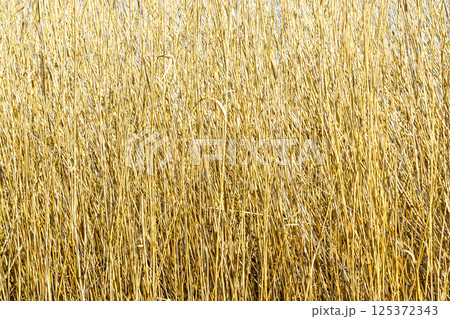 Dense dry golden reeds background, view of wild vegetation, natural texture and organic background Dense dry golden reeds background, view of wild vegetation, natural texture and organic background 125372343