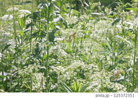 Common goatweed, Aegopodium podagraria, 125372351