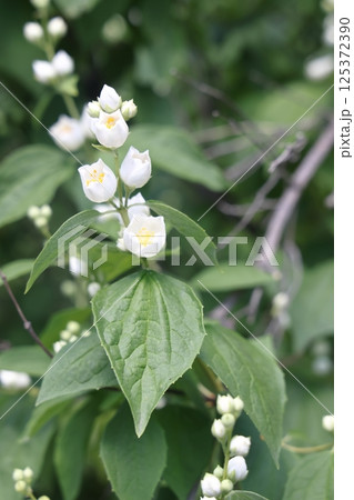 white jasmine flowers on a background of green foliage, selective focus. 125372390