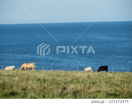 helgoland island in the german north sea helgoland island in the german north sea 125372475