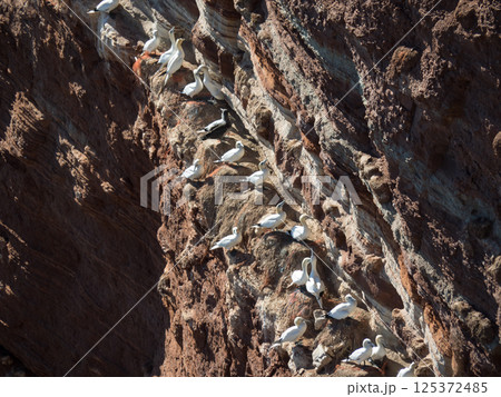 helgoland island in the german north sea 125372485